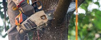 How Our Tree Care Process Works  in  Pepperdine University, CA