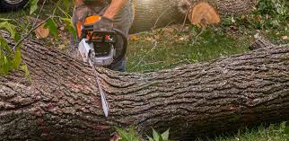 Leaf Removal in Pepperdine University, CA