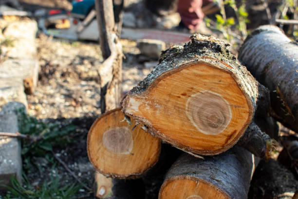 Best Tree Risk Assessment  in Pepperdine University, CA