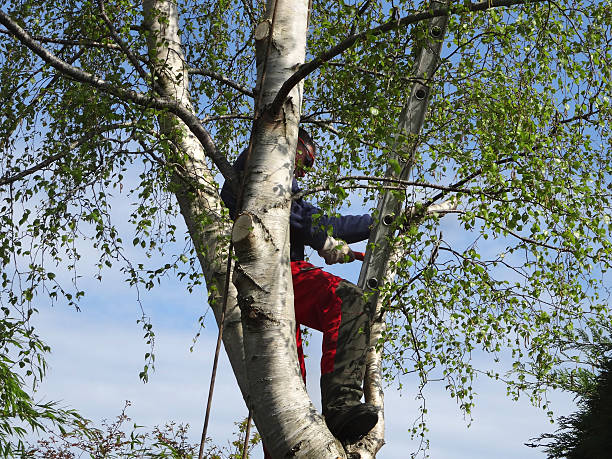 Reliable Pepperdine University, CA Tree Care Solutions